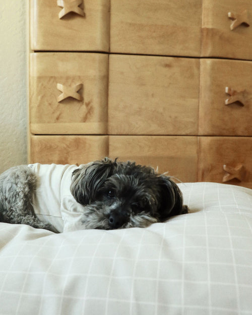 Small dog lounging comfortably in tan windowpane print dog bed.