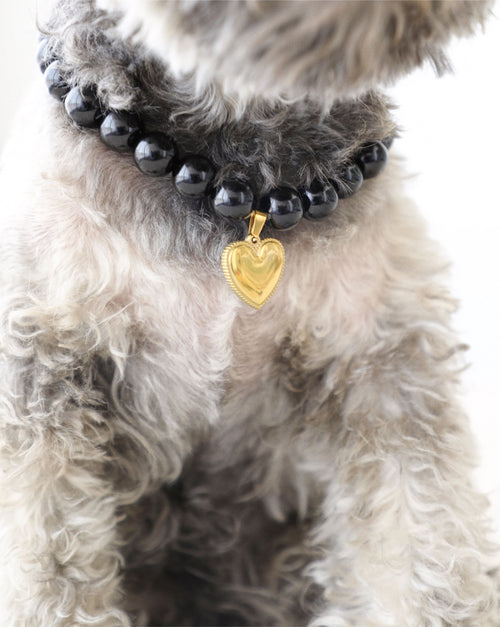 Black beaded dog necklace on small dog, elegant pet jewelry accessory