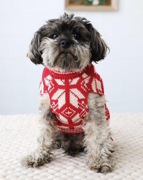 Small dog wearing Santa Paws red knit sweater, festive holiday outfit.