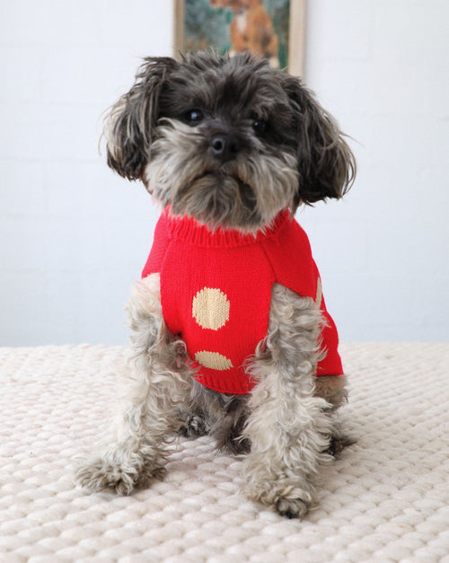 Small dog wearing reversible holiday sweater with red knit.