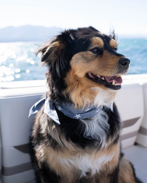 Fun blue stars dog bandana, designed for small and medium-sized dogs to add some flair to their walk.