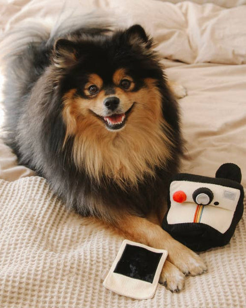 Polaroid Camera Dog Toy - Perfect for photo ops and fun playtime with your dog!