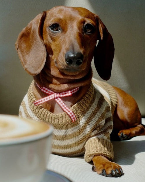 Like A Bandit Nutmeg Striped Sweater Product Image Detail. sweater for a pug