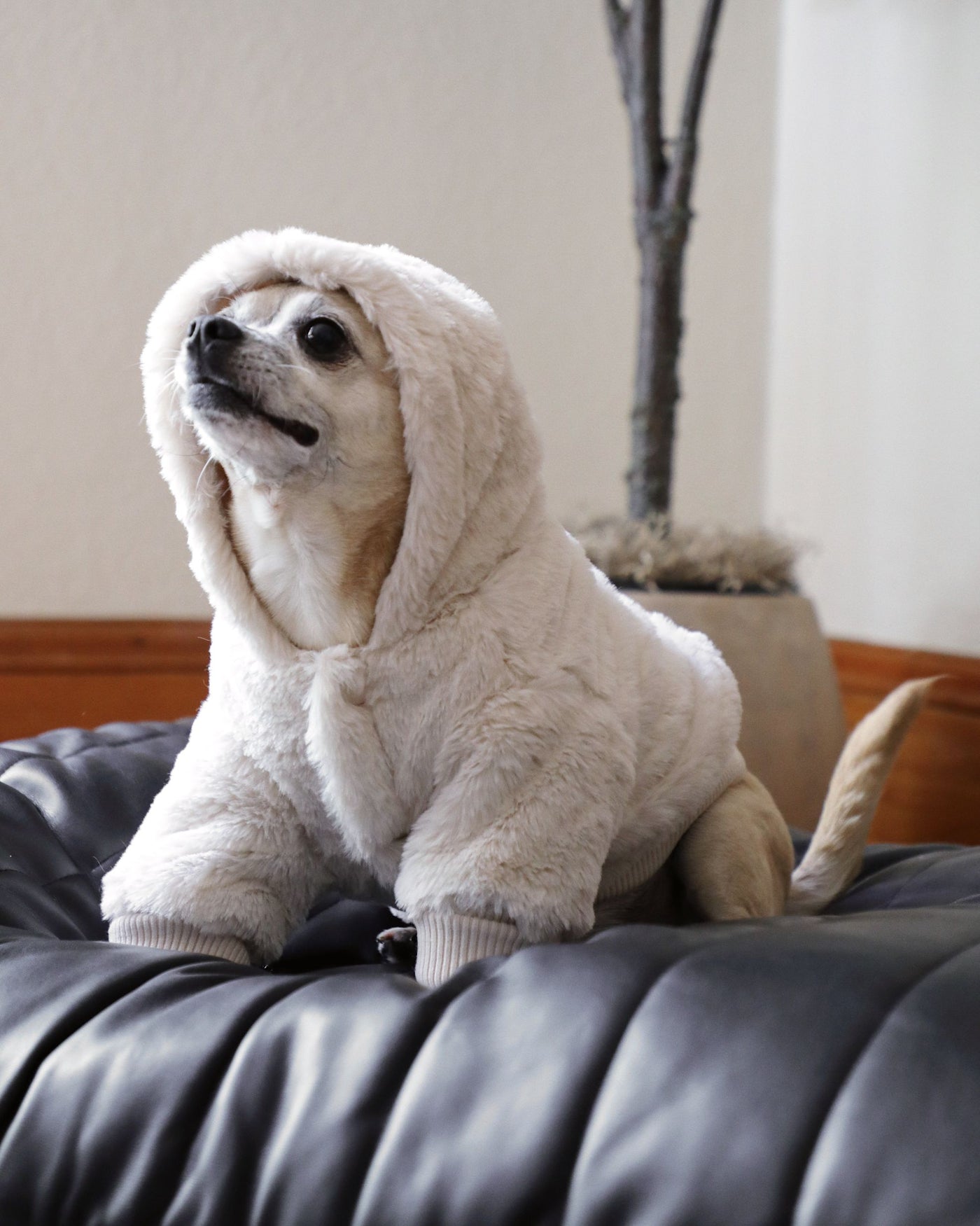 Juneau Ivory Reversible Dog Jacket