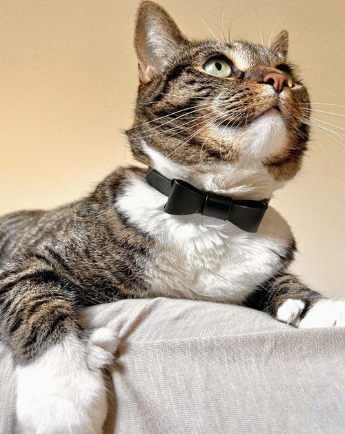 Guestlist Black Bow Tie Dog Collar