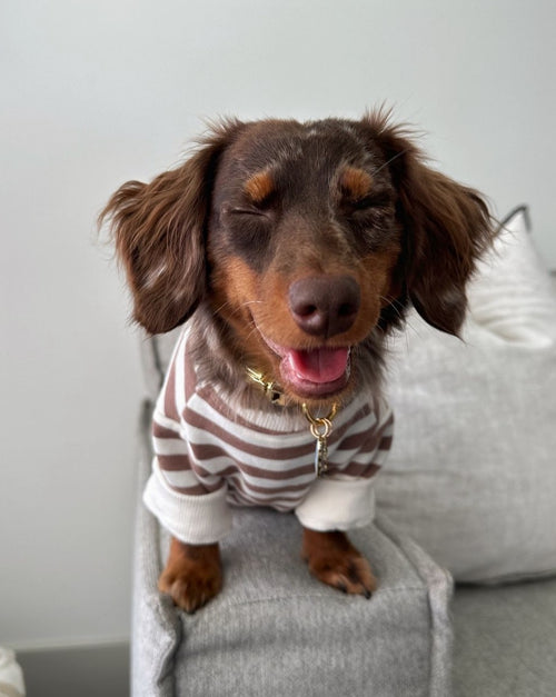Camden Brown Striped Crewneck Product Image Detail french bulldog sweatshirt