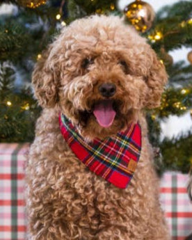 Tartan Tidings Flannel Dog Bandana