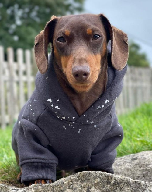 Ziggy Charcoal Paint Splatter Hoodie Product Image Detail. Cute hoodie for small dogs