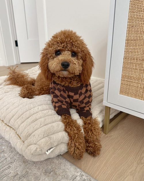 Arlo Brown Check Sweater Product Image Detail. dog sweaters for frenchies