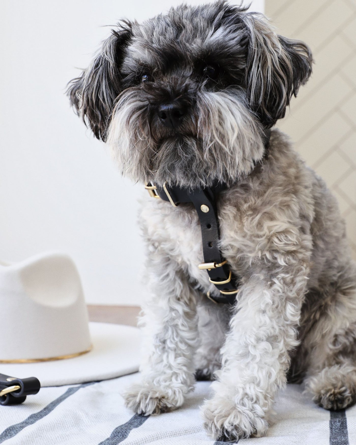 Palermo Black Leather Dog Harness Image