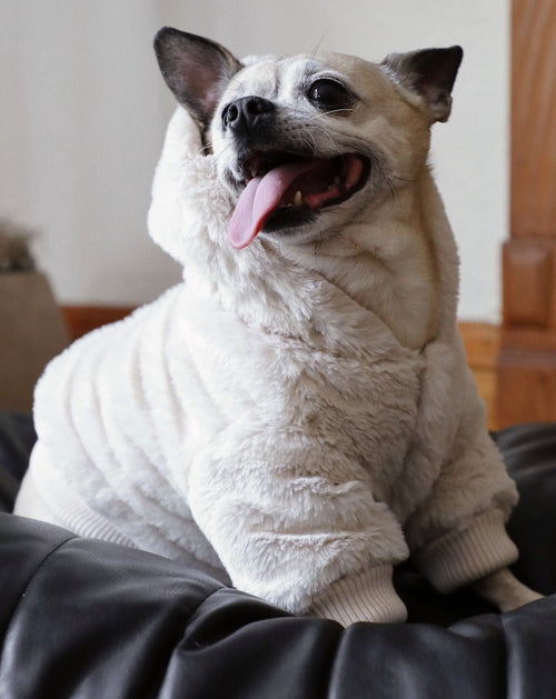 Reversible dog jacket. poodle jacket