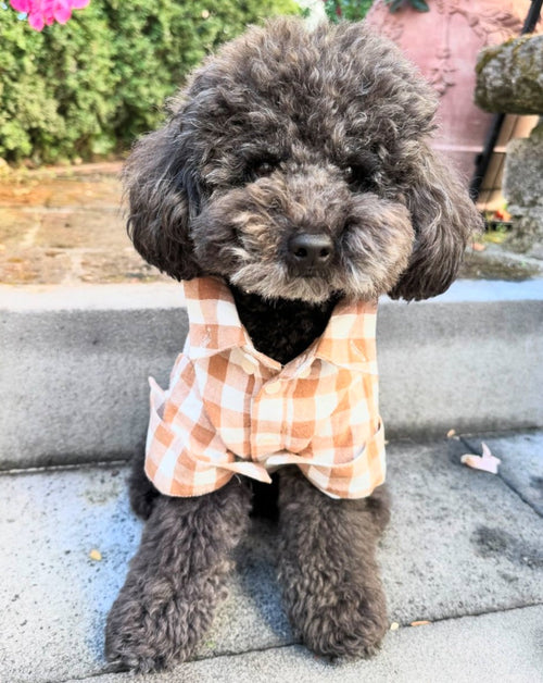 Sylvan Nutmeg Brown Gingham Dog Shirt, ideal for casual outings with your dog.