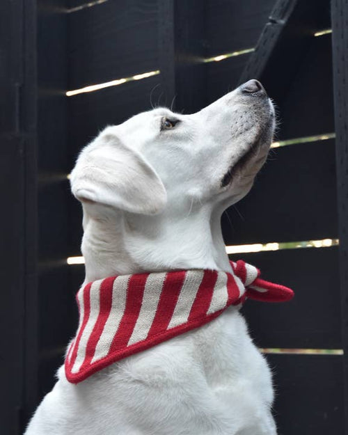 Knitted dog bandana with festive pattern, perfect for small dogs.