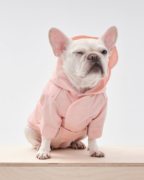 Small dog wearing pink waterproof rain jacket, lightweight and stylish.