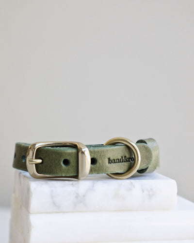Green leather dog collar with gold buckle
