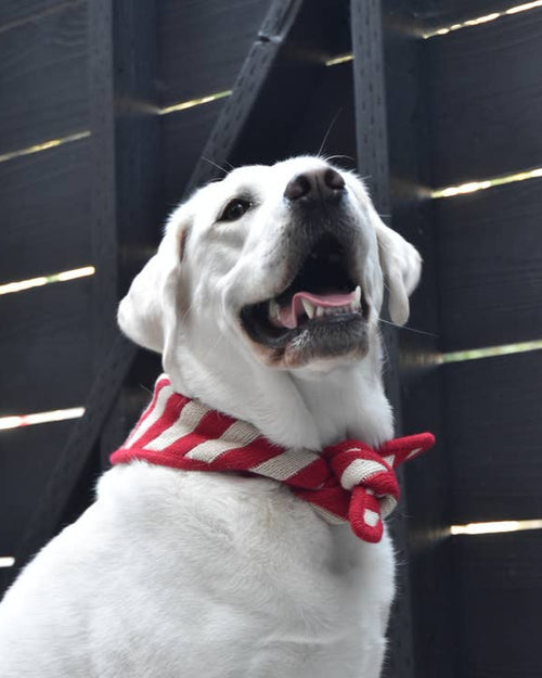 Hand-knit dog bandana with textured winter pattern for small pets.