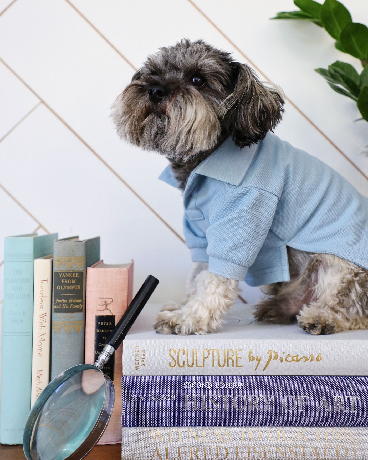 Cute dog wearing baby blue polo while sitting on stack of books