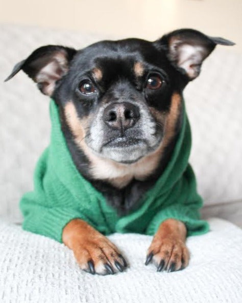 Milan Green Dog Hoodie cute pug shirts