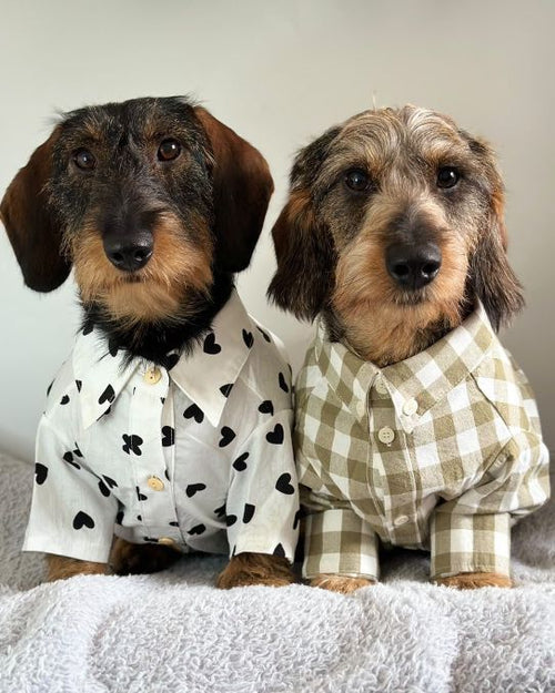 Puppy Love Heart Print Dog Shirt for corgis