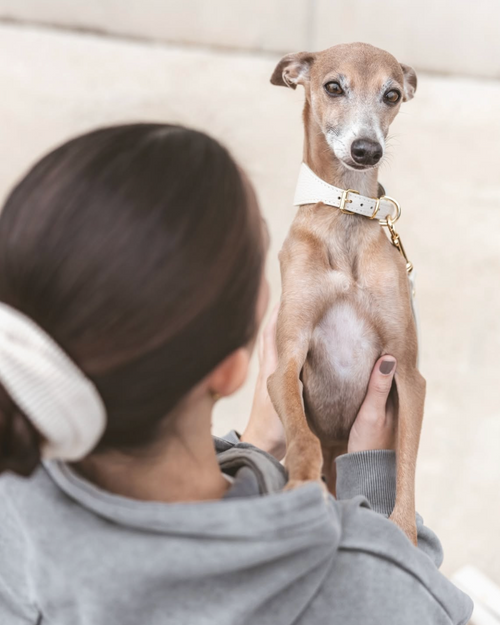 Detail of Roma ivory leather dog collar highlighting craftsmanship and texture