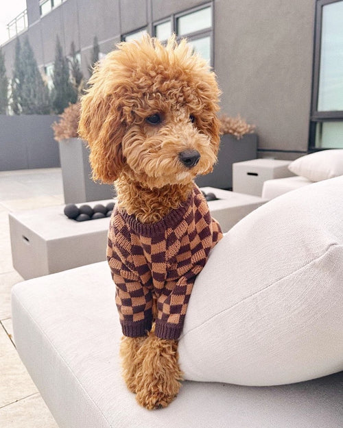 Arlo Brown Check Sweater Product Image Detail. dog sweaters for chihuahuas