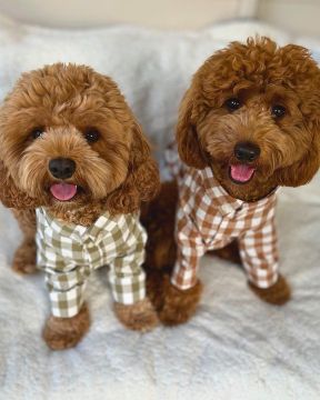 Brown gingham dog shirt, stylish and comfortable for every occasion.