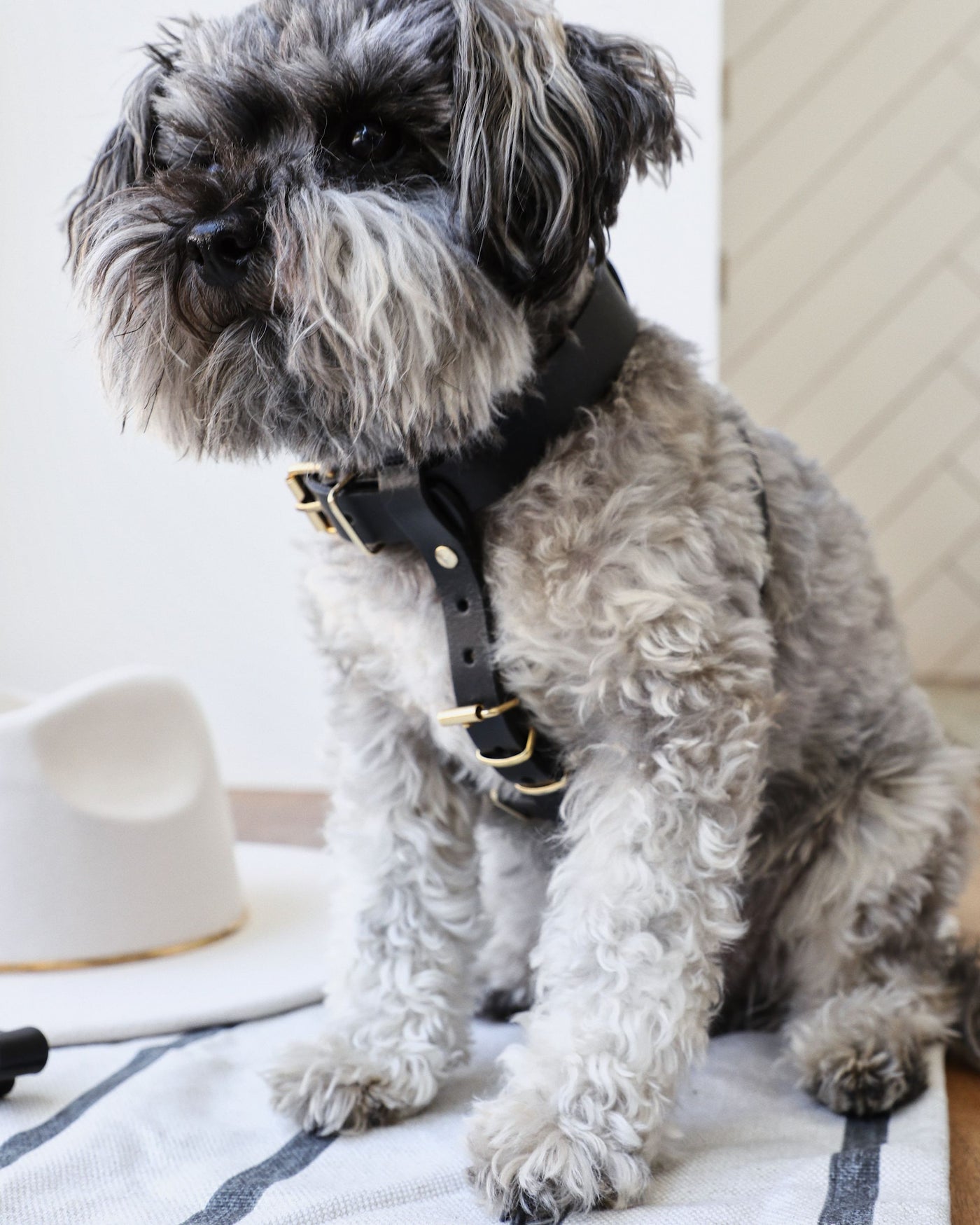 Palermo Black Leather Dog Harness Image