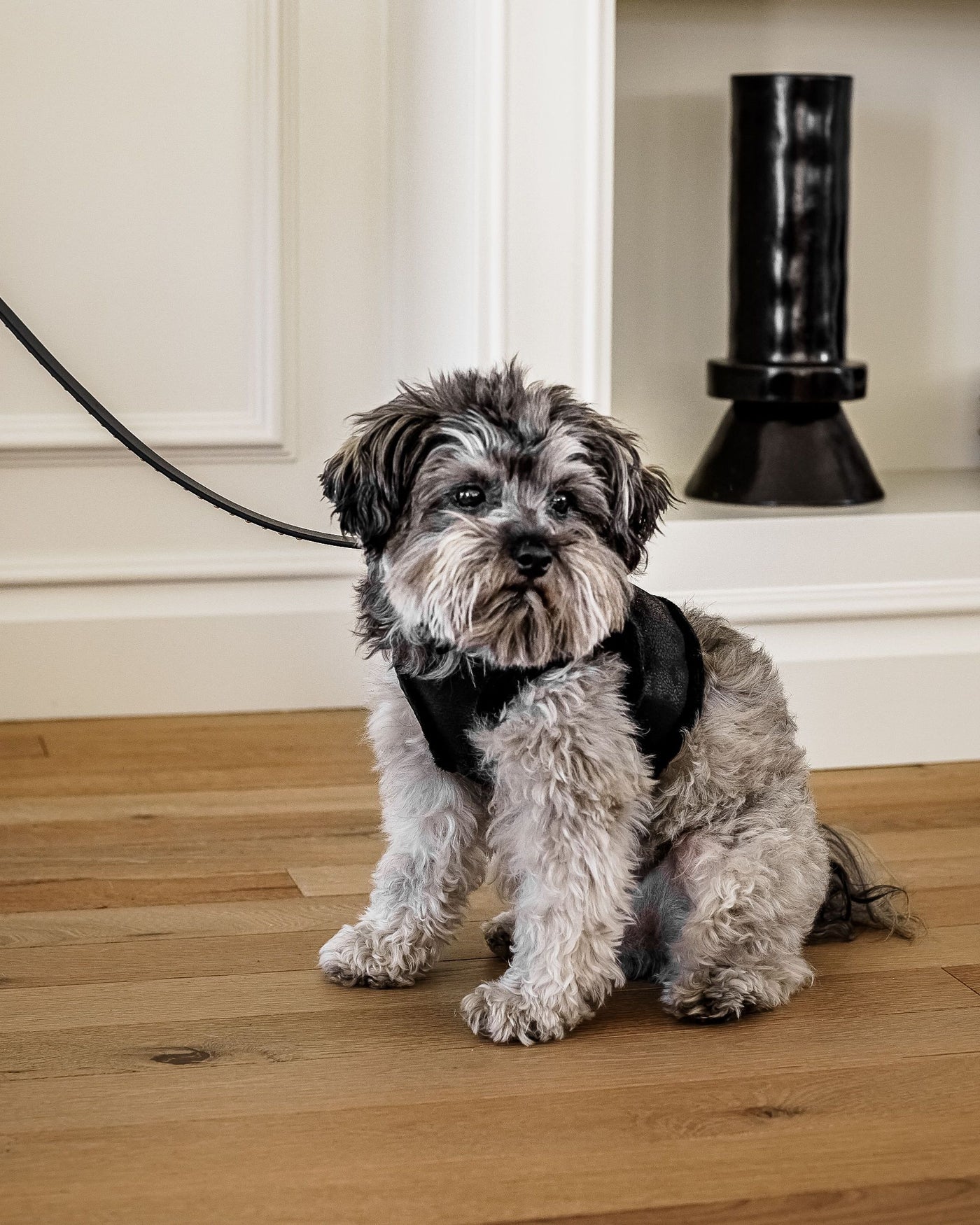 Black Coated Fabric dog Harness image