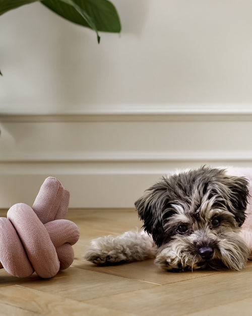 Lola Squeaker Toy in Pink