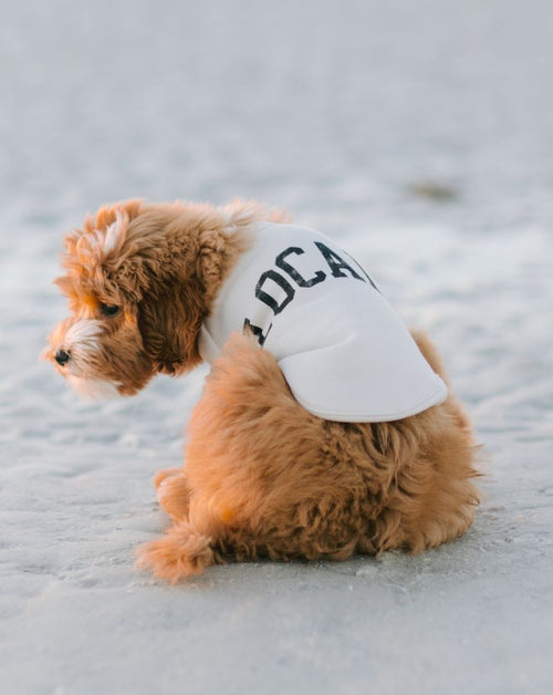 Local Legend Ivory Dog Sweatshirt