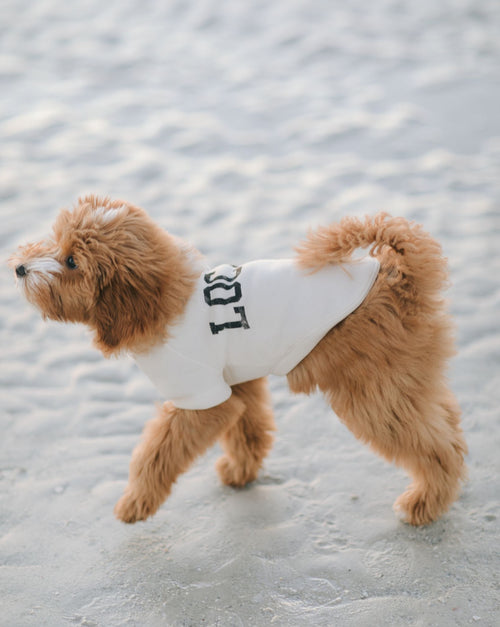 Local Legend Ivory Dog Sweatshirt