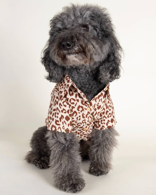Leopard button-up dog shirt in brown and tan, perfect for small and medium dogs looking to add some wild flair