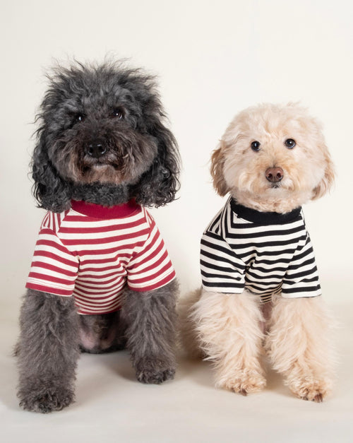 Comfortable striped dog t-shirt in black and ivory, designed for medium-sized dogs like Schnauzers.