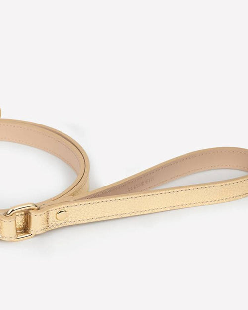 Luxe gold dog collar walk kit with leash and bag holder, great for medium-sized dogs like Brittany Spaniels and Soft-Coated Wheaten Terriers