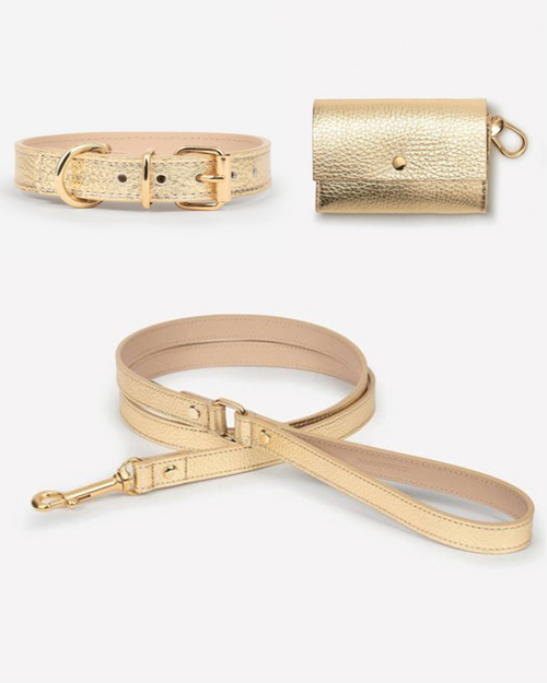 Elegant gold-accented collar walk kit for dogs, great for Shiba Inus and Tibetan Terriers