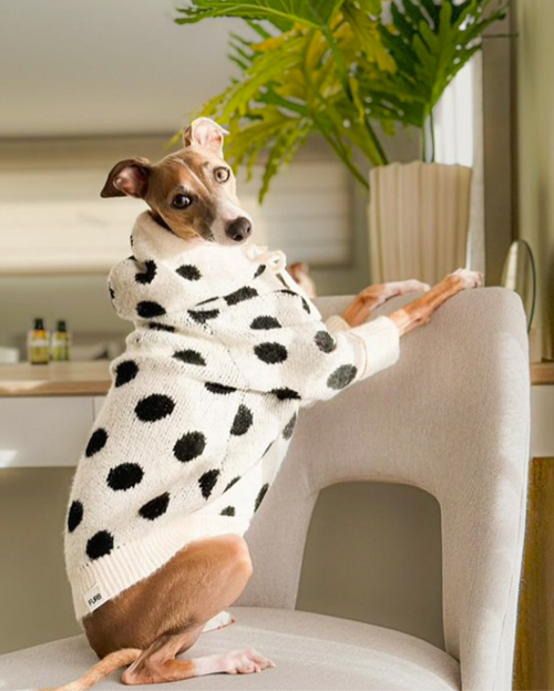 Milan Ivory + Black Polka Dot Dog Hoodie. Cute hoodie for poodles