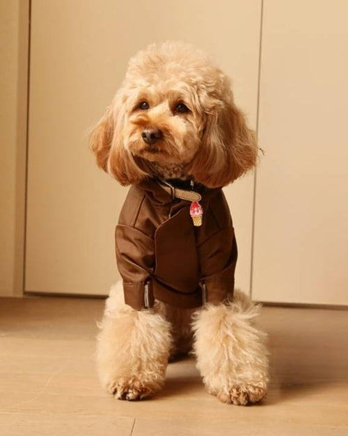 Waterproof rainjacket for Corgi dogs