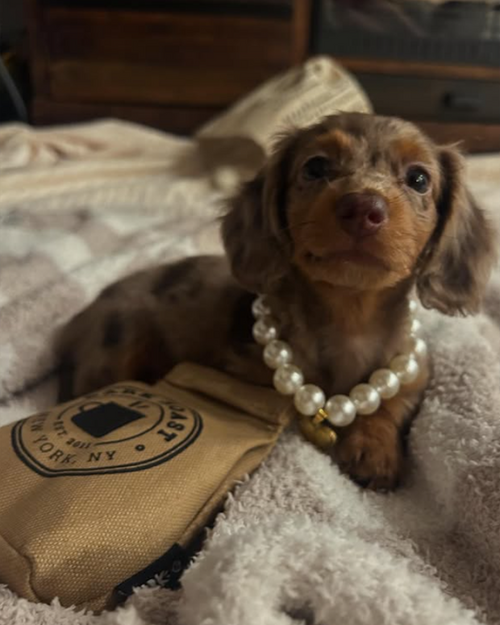 Elegant Polished Pup Skinny Pearl Dog Necklace featuring chic white pearls, perfect for special occasions and daily wear for stylish dogs.