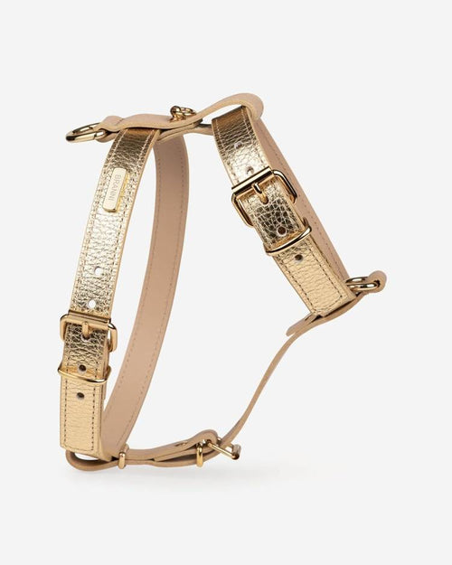 Modern gold dog harness, sleek and stylish for your pup&