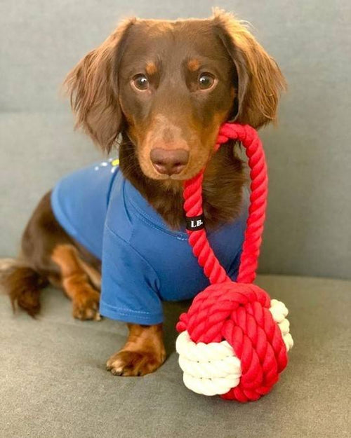Fun red and white rope toy, perfect for small dogs like Yorkies and French Bulldogs.