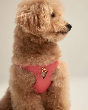 Bright coral dog harness and leash set, designed for comfort and style during daily walks.