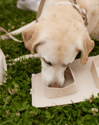 Go! Portable Bowls For Dogs, Sand