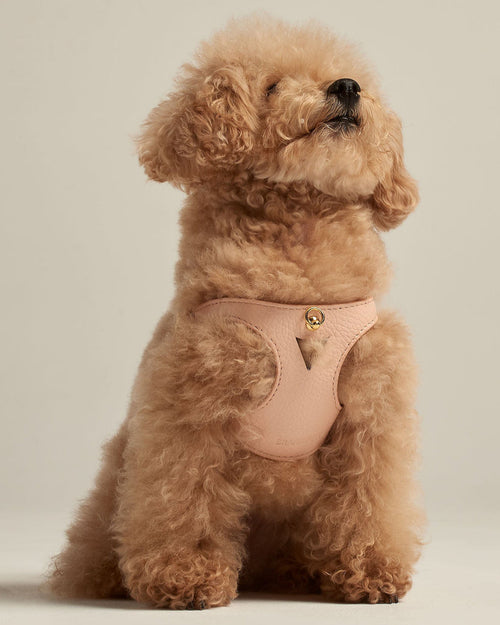 Luca light pink leather dog harness on small toy poodle, stylish pet accessory