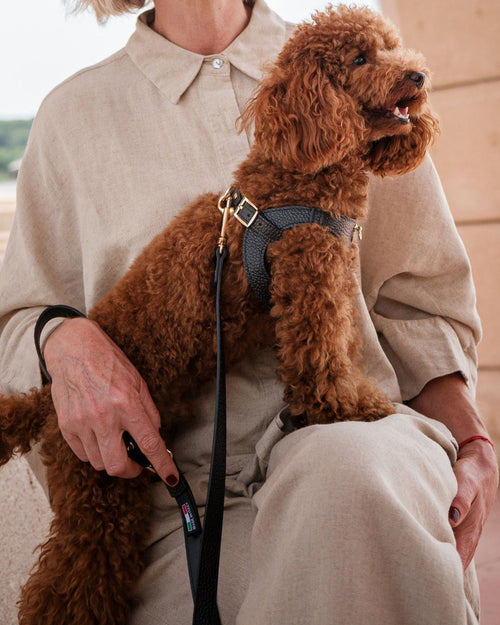 Lifestyle photo of Luca black leather dog harness and leash on small dog, showing premium materials and stylish design