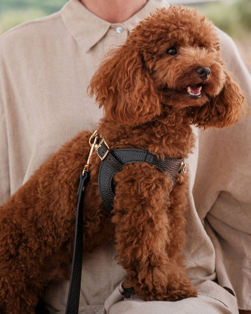 Lifestyle scene of black leather dog harness on small dog, perfect for everyday walks and stylish outdoor adventures