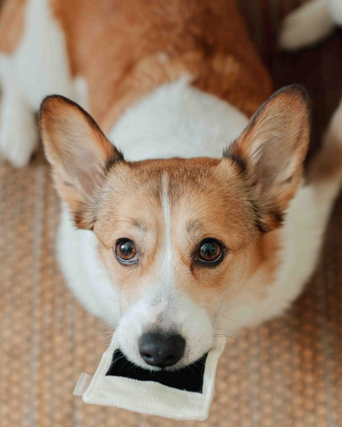 Polaroid Camera Toy for Dogs - Squeaky camera toy for hours of fun and play with your dog!