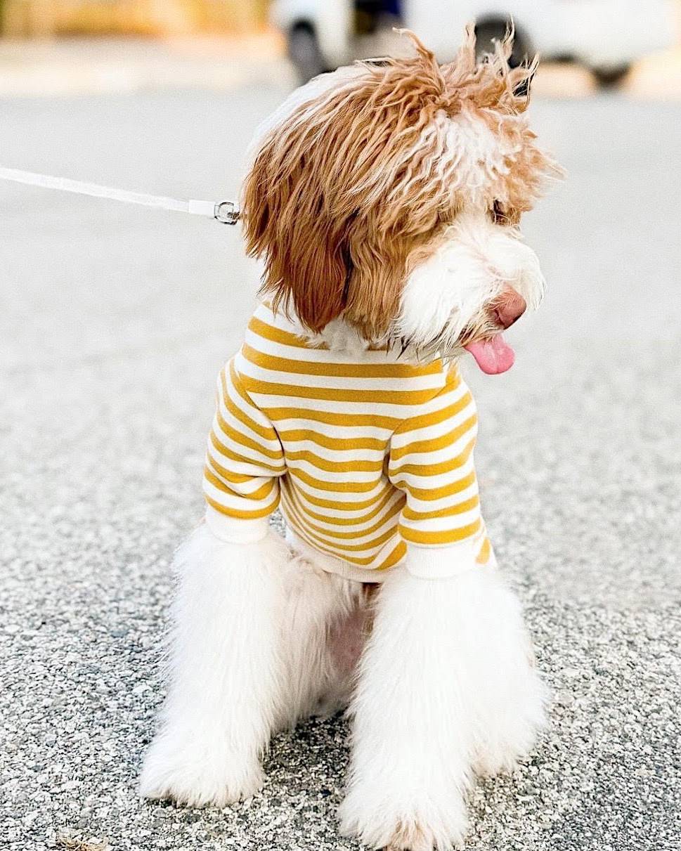 Camden Goldenrod Striped Dog Sweatshirt