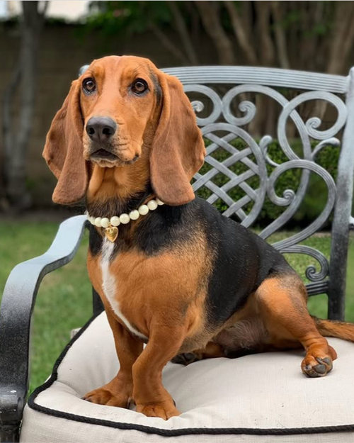 Close-up of ivory beaded dog necklace showing smooth polished beads and secure clasp