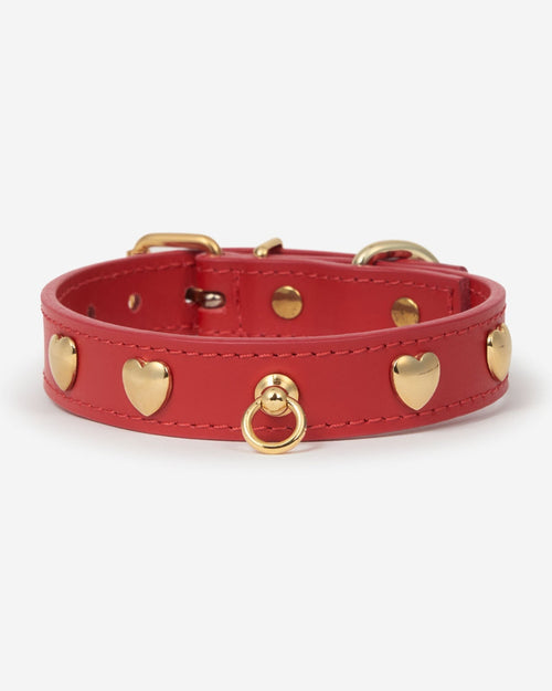 Bold red dog collar with gold accents, fits perfectly on medium breeds like Beagles and Poodles