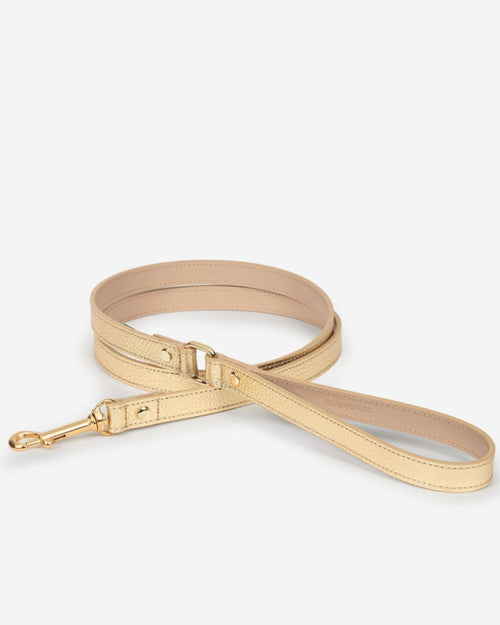 Metallic gold leash from the collar walk kit, perfect for medium breeds like Finnish Spitz and Whippets
